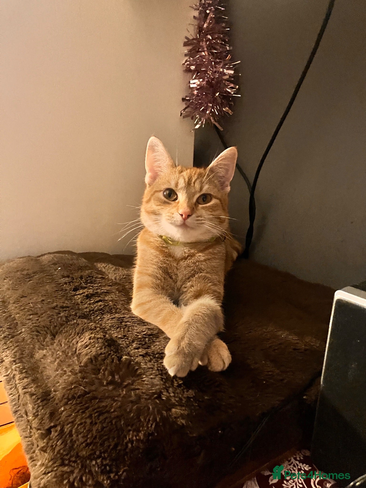 Mixed Breed cats Beautiful mixed-breed kittens for sale - Advert 1