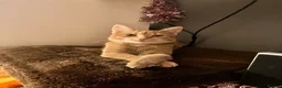 Mixed Breed cats for sale: Beautiful mixed-breed kittens for sale - Advert 1