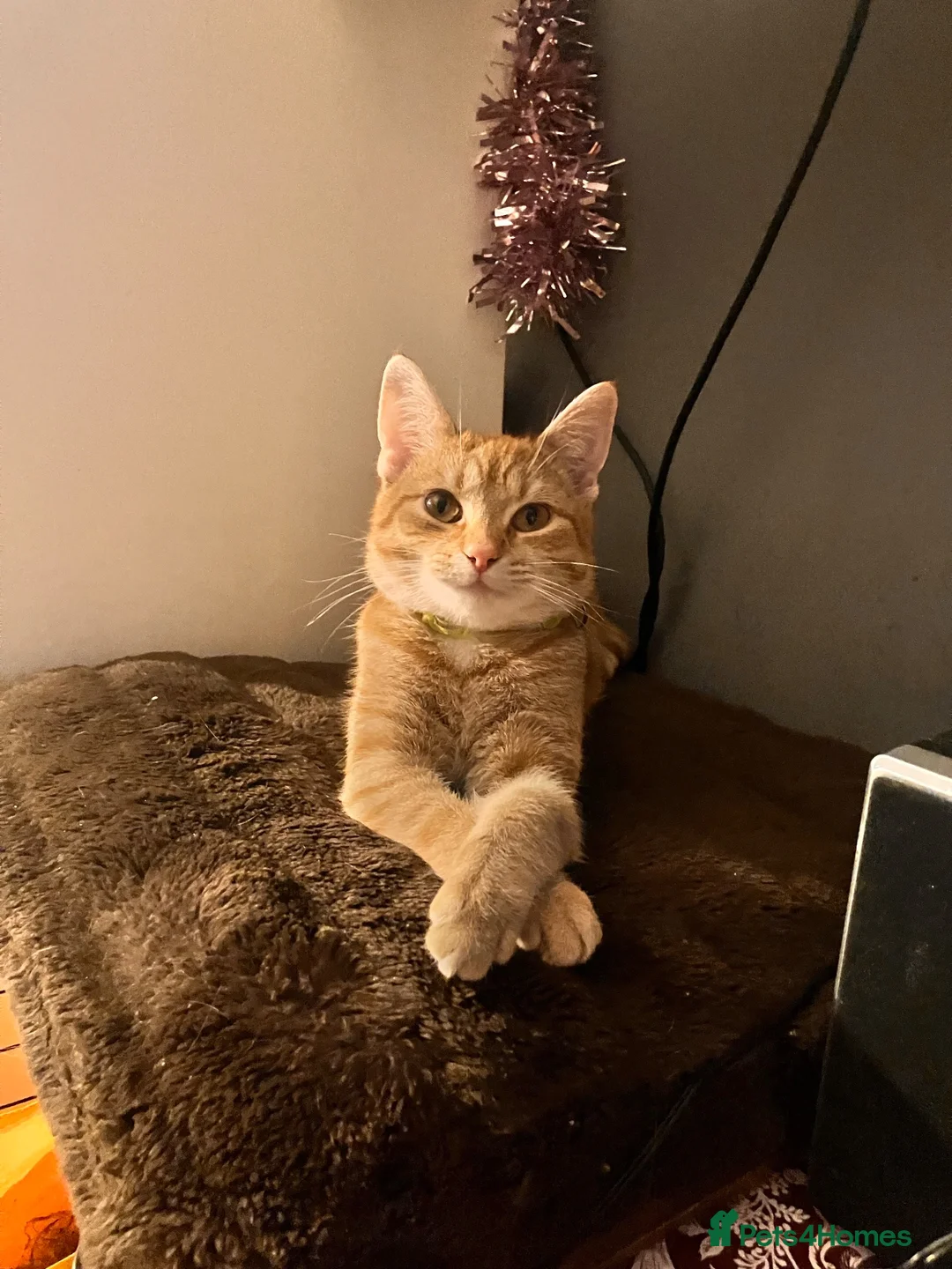 Mixed Breed cats for sale: Beautiful mixed-breed kittens for sale - Advert 1