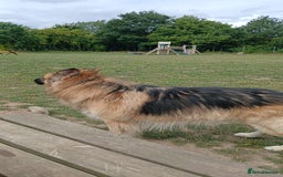 German Shepherd dogs for sale: 3 male german shepherd's puppies  - Image 3