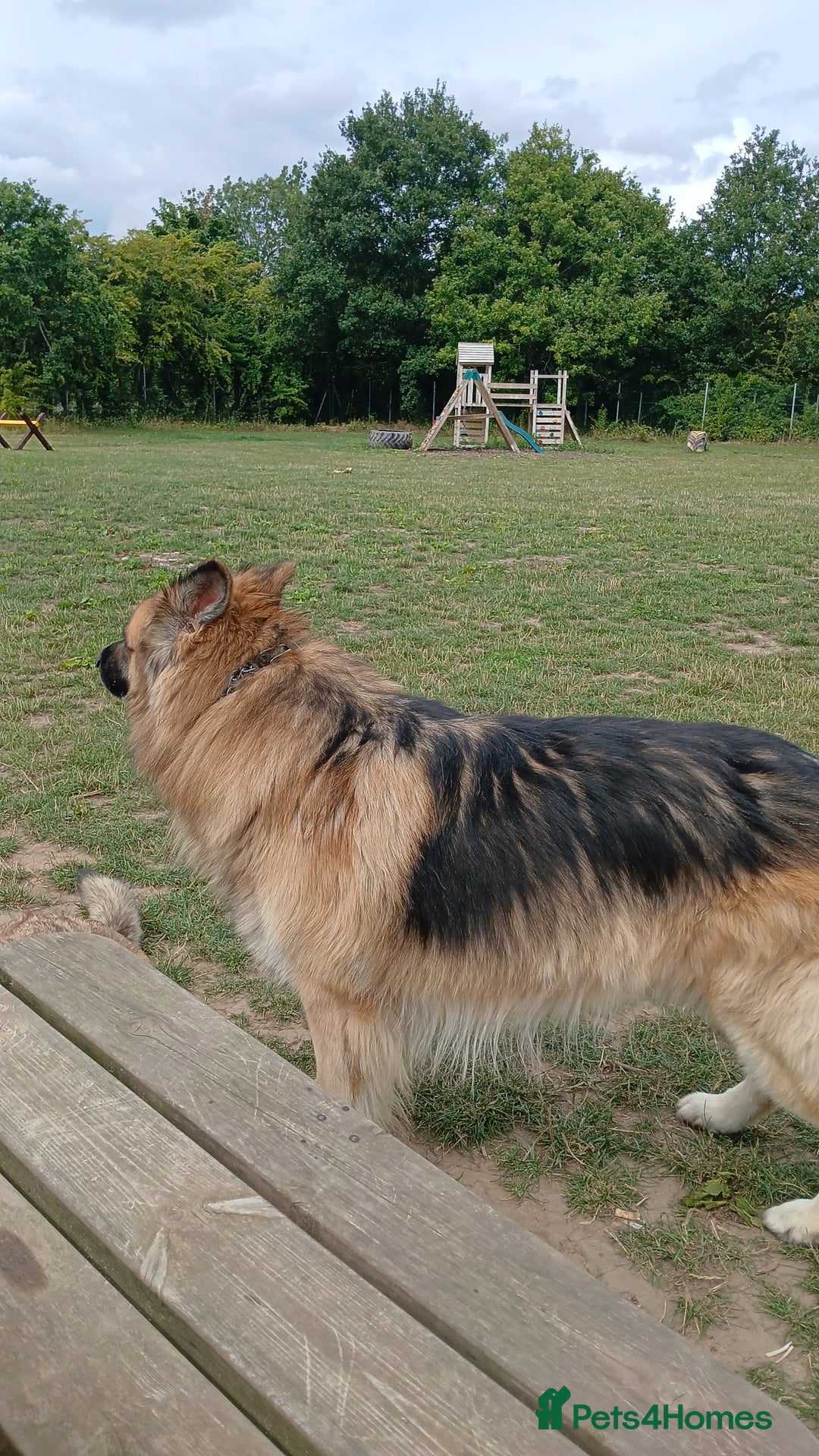 German Shepherd dogs for sale: 3 male german shepherd's puppies  - Image 3