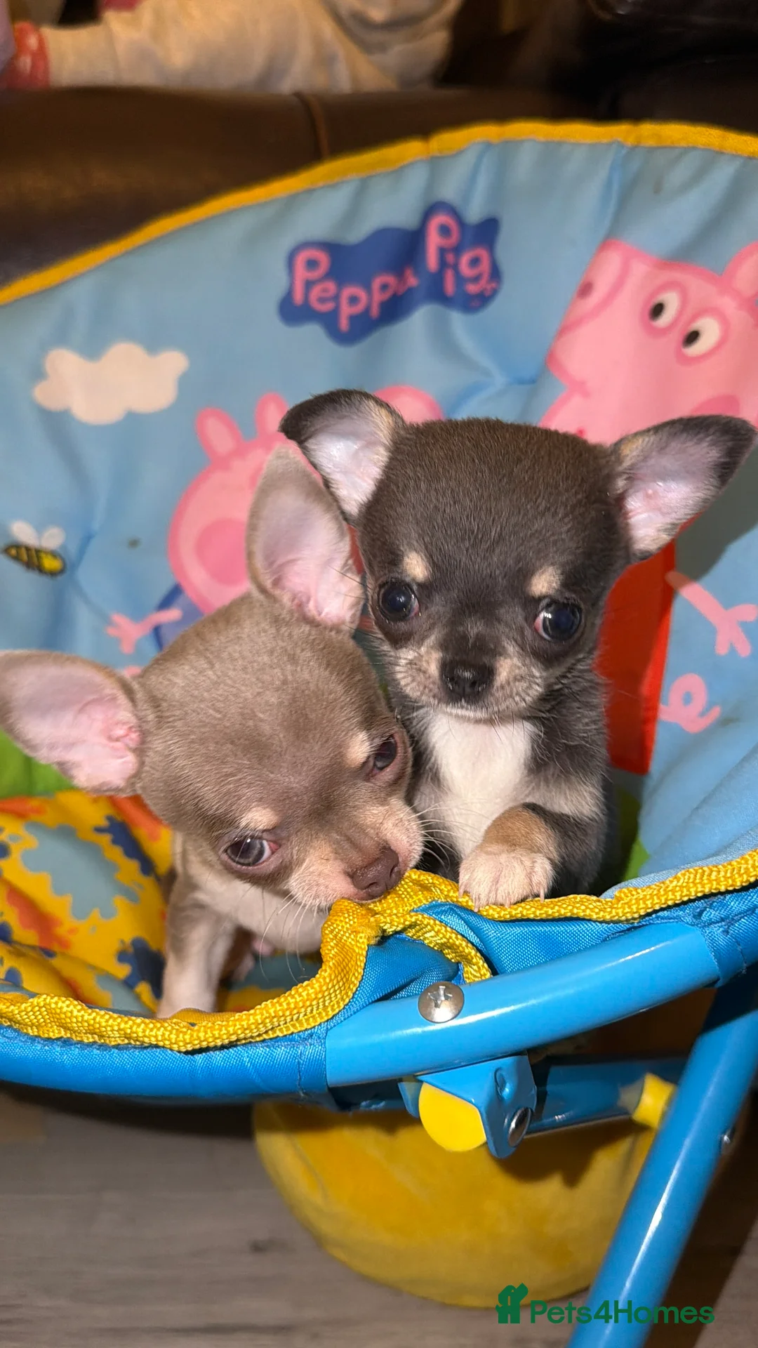 Chihuahua dogs for sale: Ready now Tiny Chihuahua Puppies  - Advert 3