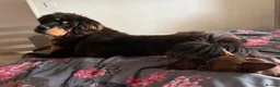 Tibetan Mastiff dogs for sale: Brenda needs a home  in Ashford - Advert 1
