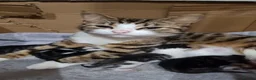 Mixed Breed cats for sale: Adorable kittens - Advert 3