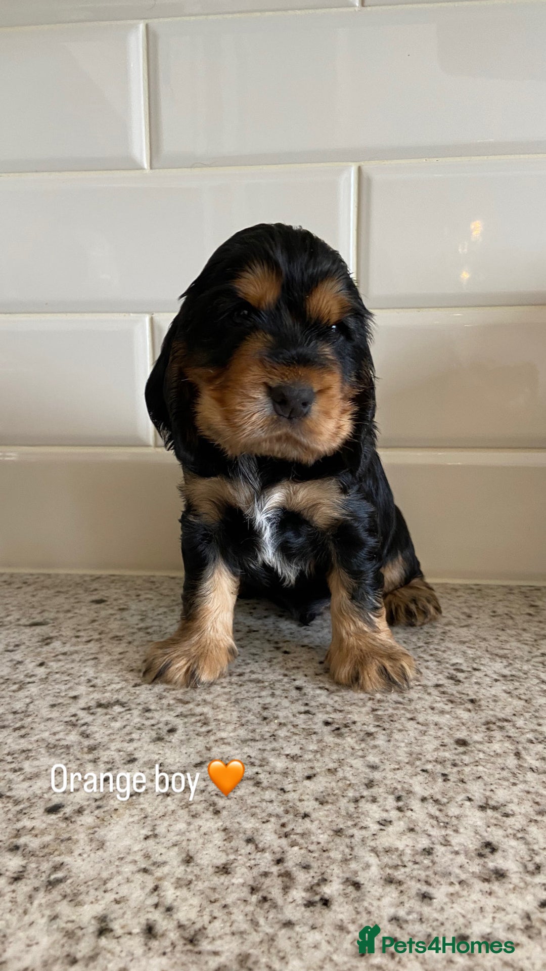 Cocker Spaniel dogs for sale: KC RIZI-BIZI show type European show champ lines - Image 3