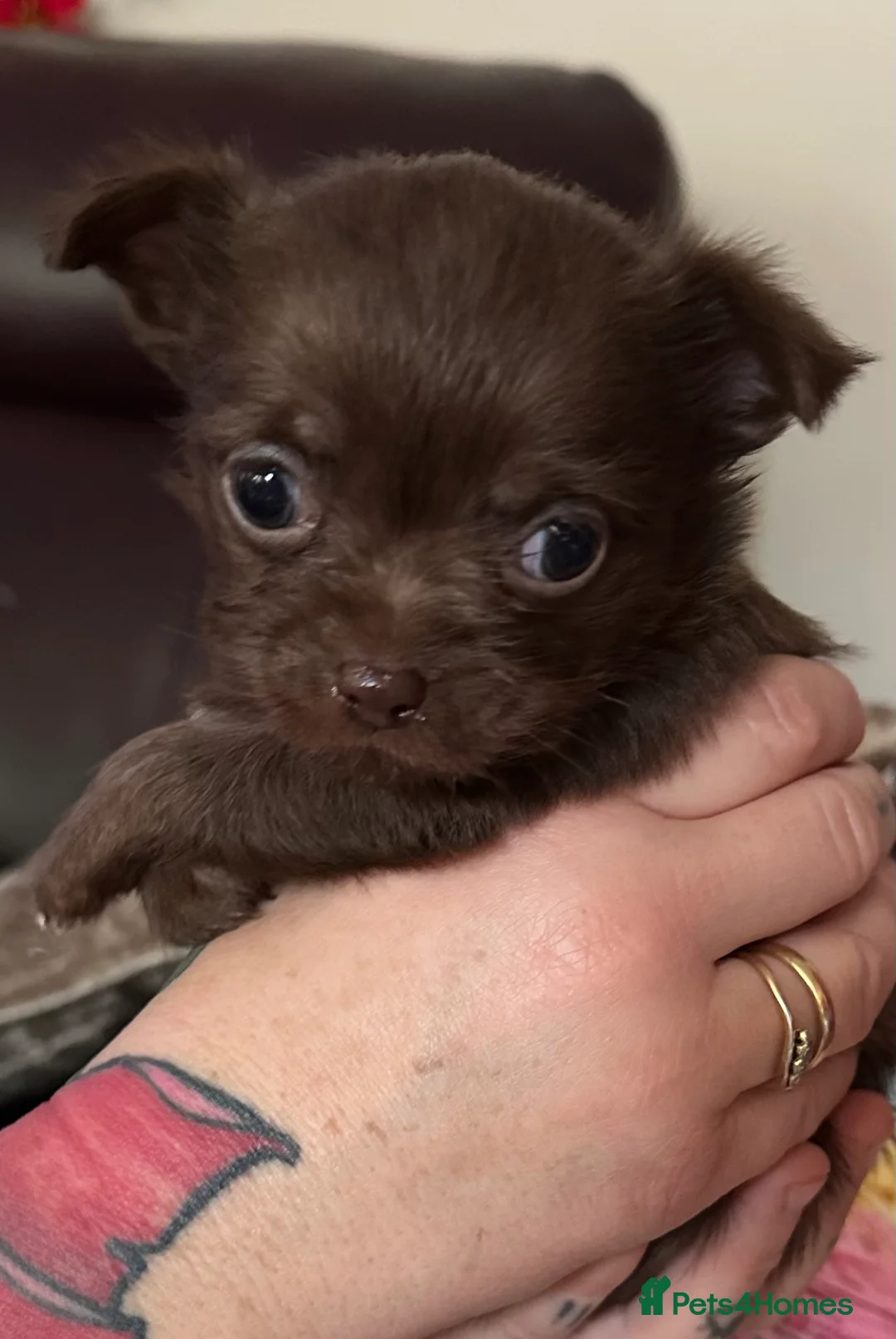 Chihuahua dogs for sale: X2 Gorgeous Chihuahua little ladies - Advert 19