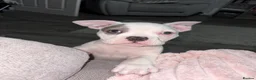 American Bulldog dogs for sale: American pocket bully male.  in Gainsborough - Advert 2