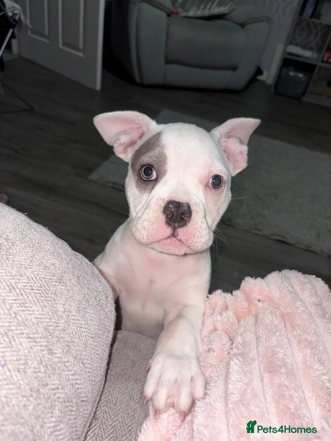 American Bulldog dogs for sale: American pocket bully male.  in Gainsborough - Advert 2