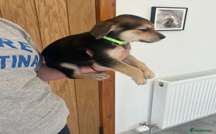 Mixed Breed dogs - Advert 4
