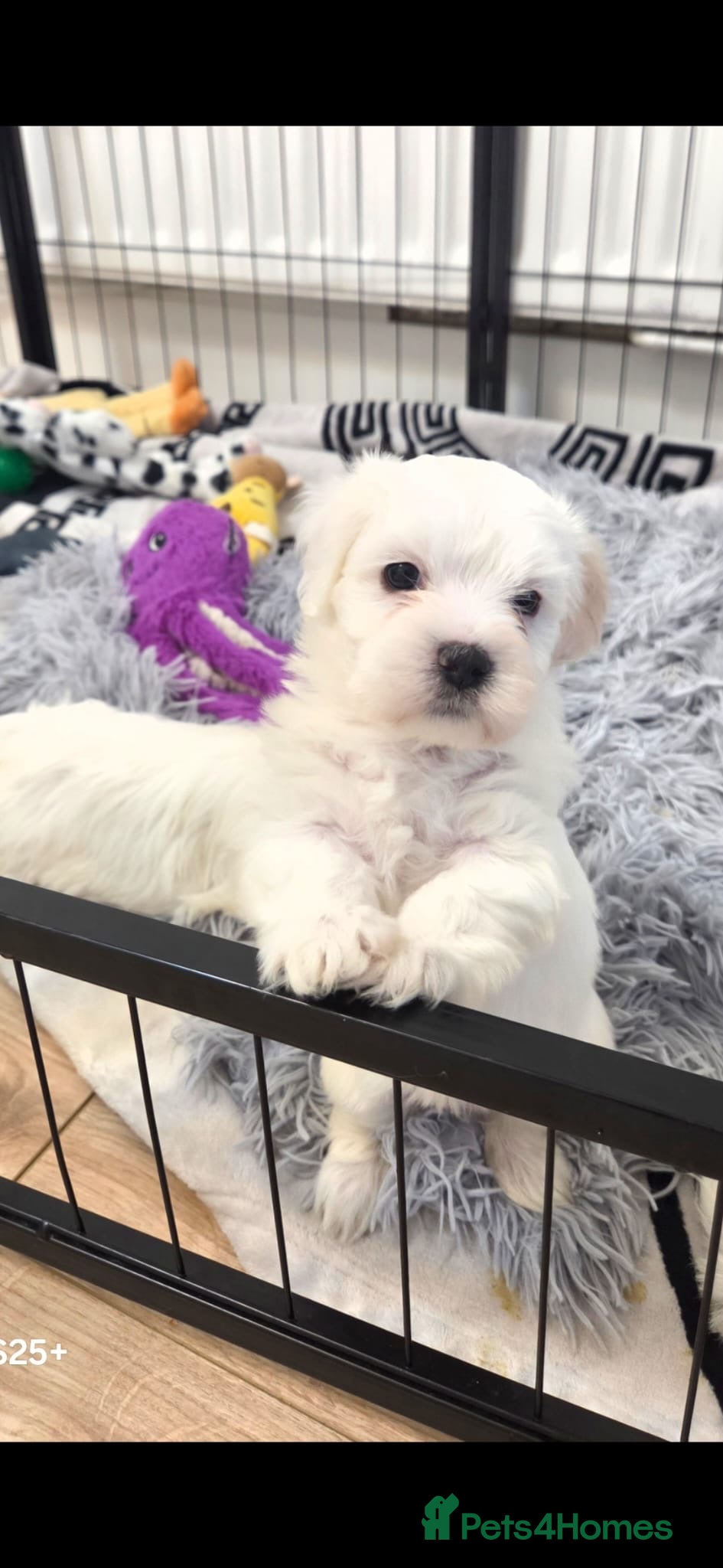 Bichon Frise dogs Sweet Little Puppies Looking for Loving Homes 💕 - Advert 9