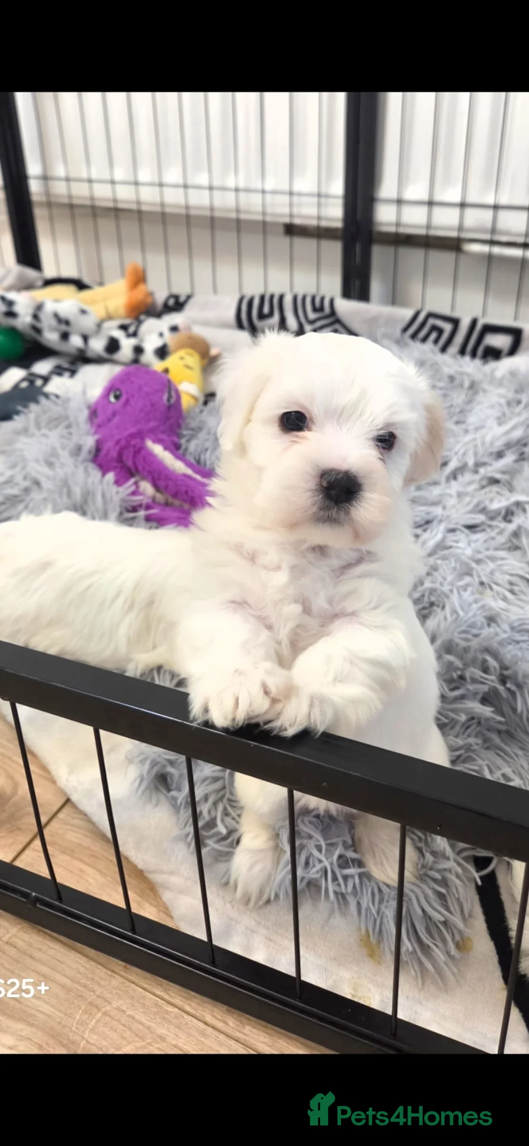 Bichon Frise dogs for sale: Sweet Little Puppies Looking for Loving Homes 💕 - Advert 2