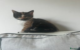 Mixed Breed cats for sale: Last girl left  - Image 2