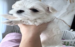 Maltese dogs for sale: 🌟Stunning Tiny Korean Maltese KC Reg🌟 - Advert 36