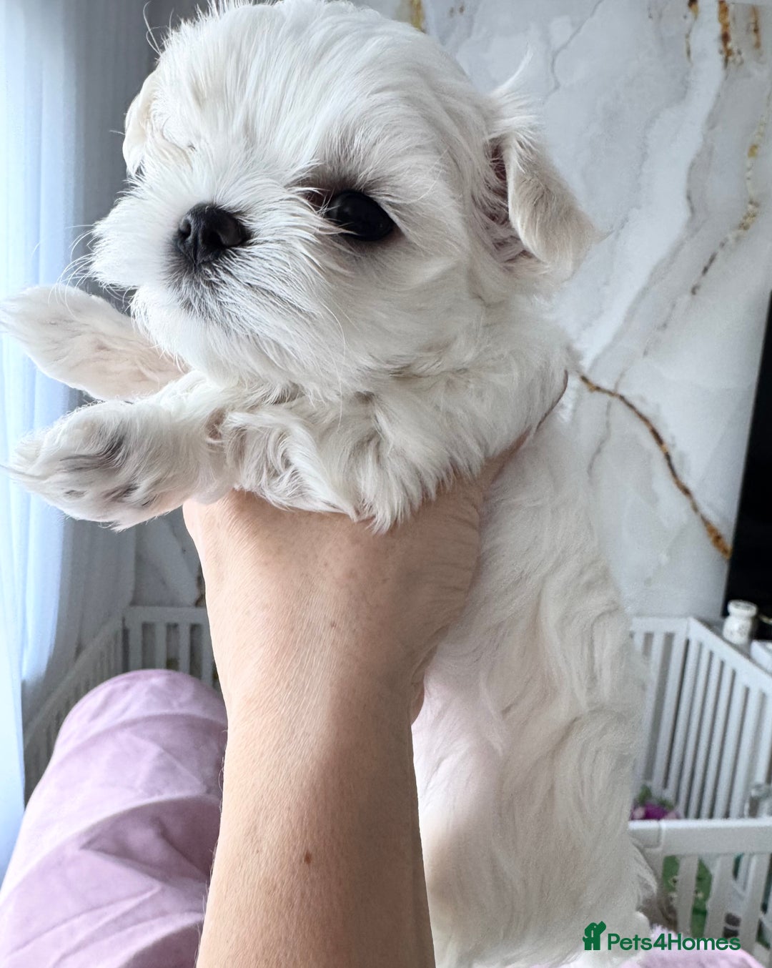 Maltese dogs for sale: 🌟Stunning Tiny Korean Maltese KC Reg🌟 - Advert 36