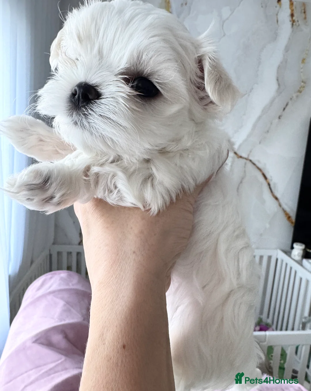 Maltese dogs for sale: 💎Last Boy Full Korean Maltese  Available💎 - Advert 31