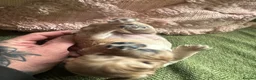 Cockapoo dogs for sale: Cockapoo pups x 4  in Hamilton - Advert 13