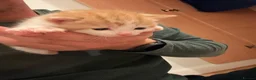 Mixed Breed cats for sale: Three adorable kittens  - Advert 9