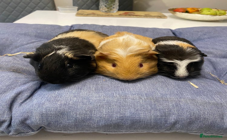 Guinea Pig rodents - Advert 1