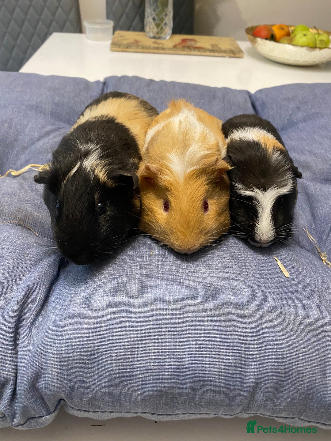 Guinea Pig rodents for sale: Guinea pig boys - Image 1