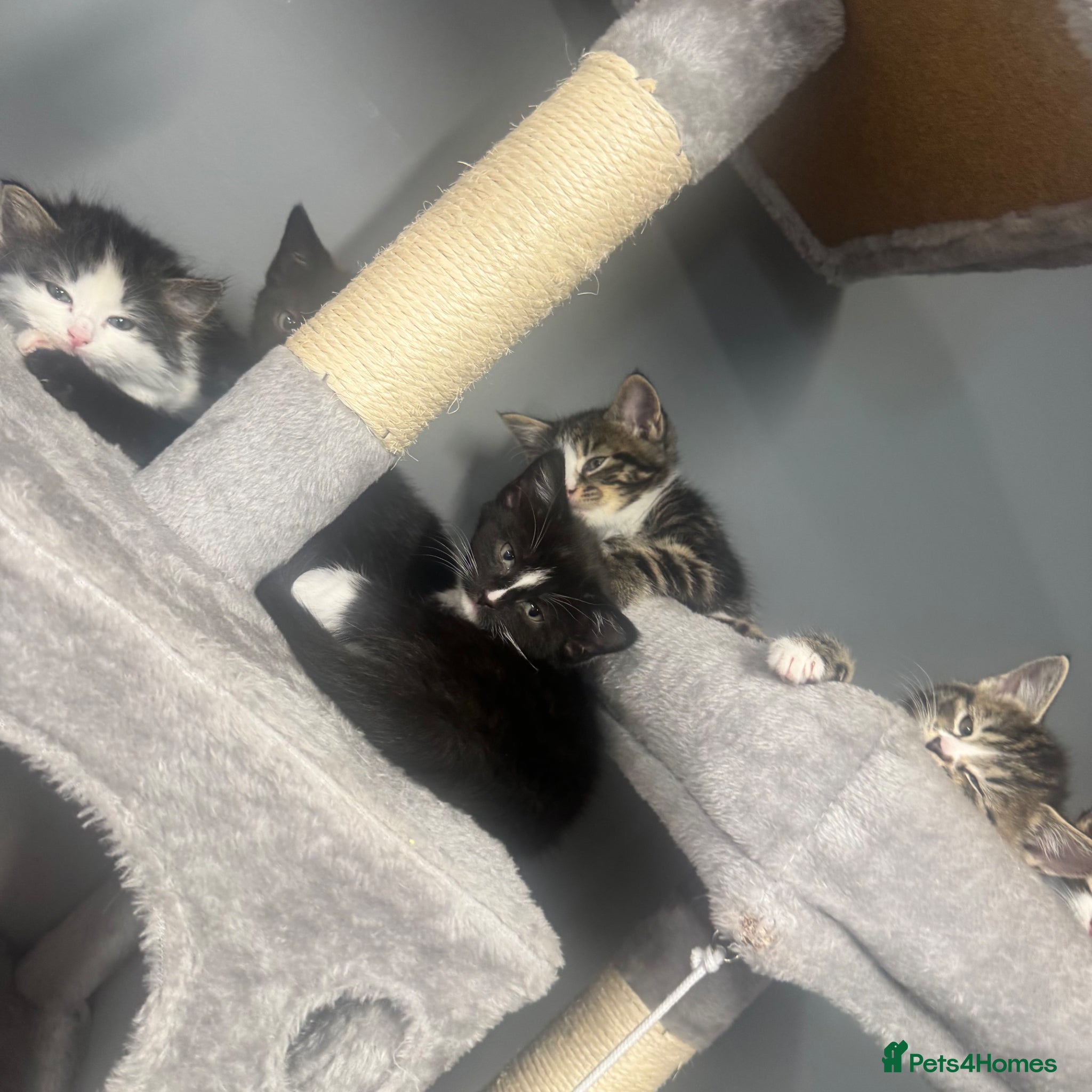 Domestic Shorthair cats Kittens for sale  - Advert 1