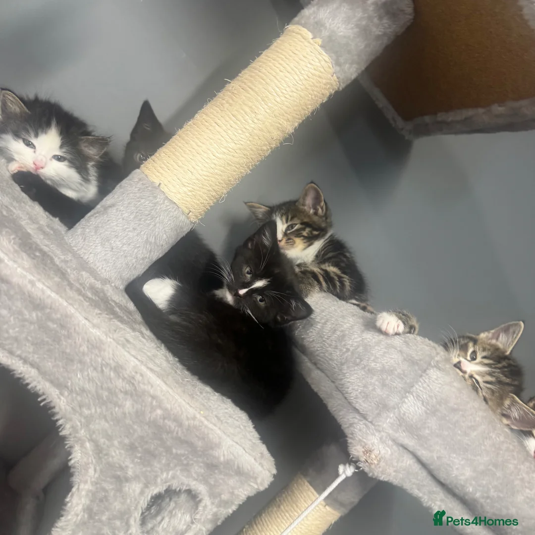 Domestic Shorthair cats for sale: Kittens for sale  in Birmingham - Advert 1