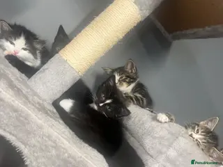 Domestic Shorthair cats Kittens for sale - Advert 2