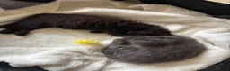 British Longhair cats for sale: 1 LEFT Mixed British Longhair kitten in Bungay - Advert 5