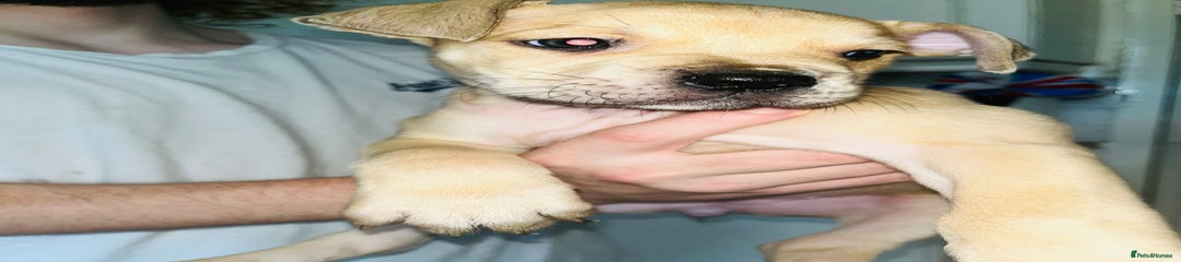 Puppy 10 light sandy beige girl 