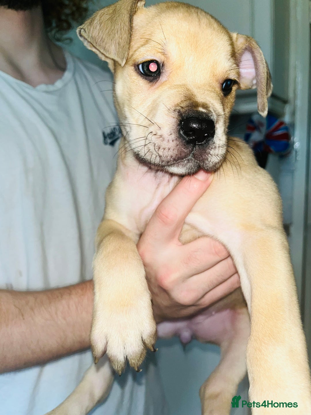 American Bull Staffy dogs for sale: 2 Female American bull x staff puppies left - Image 33