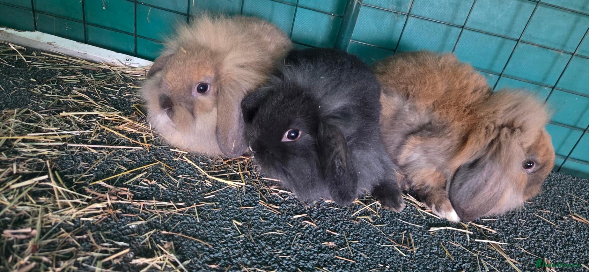 Mini Lop rabbits Mini lop x lionhead bunnies - Advert 8