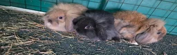 Mini Lop rabbits for sale: Mini lop one girl and one boy - Advert 4