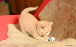 British Shorthair cats for sale: ⭐Rare Cream British Shorthair Boy ⭐  - Image 3