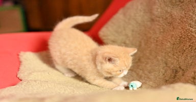 British Shorthair cats - Advert 3