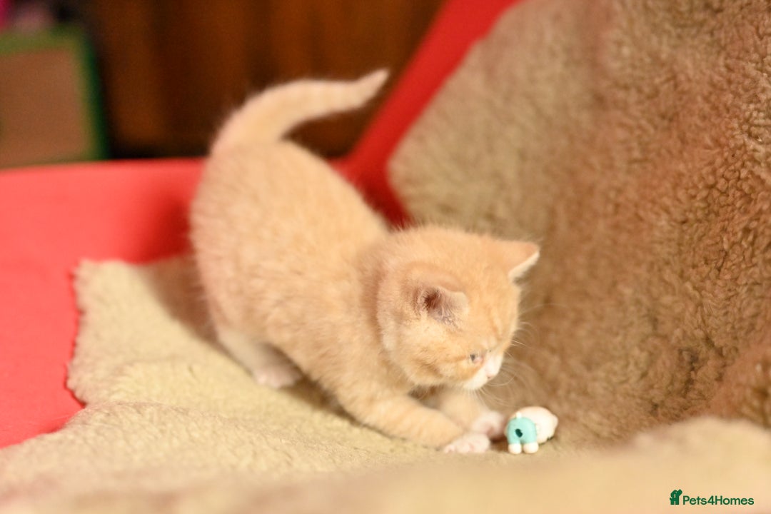 British Shorthair cats for sale: ⭐Rare Cream British Shorthair Boy ⭐  - Image 3