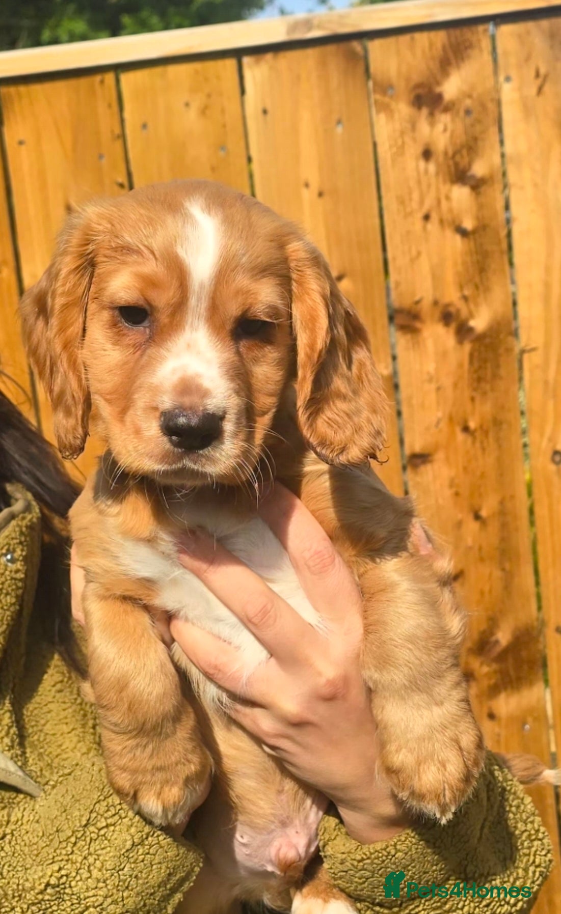 Cocker Spaniel dogs kc fully vaccinated male cocker spaniel  - Advert 3