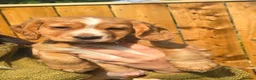 Cocker Spaniel dogs for sale: kc fully vaccinated male cocker spaniel  - Advert 1