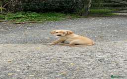 Labrador Retriever dogs for sale: KC Reg Labrador Puppy **LAST ONE ** - Image 2