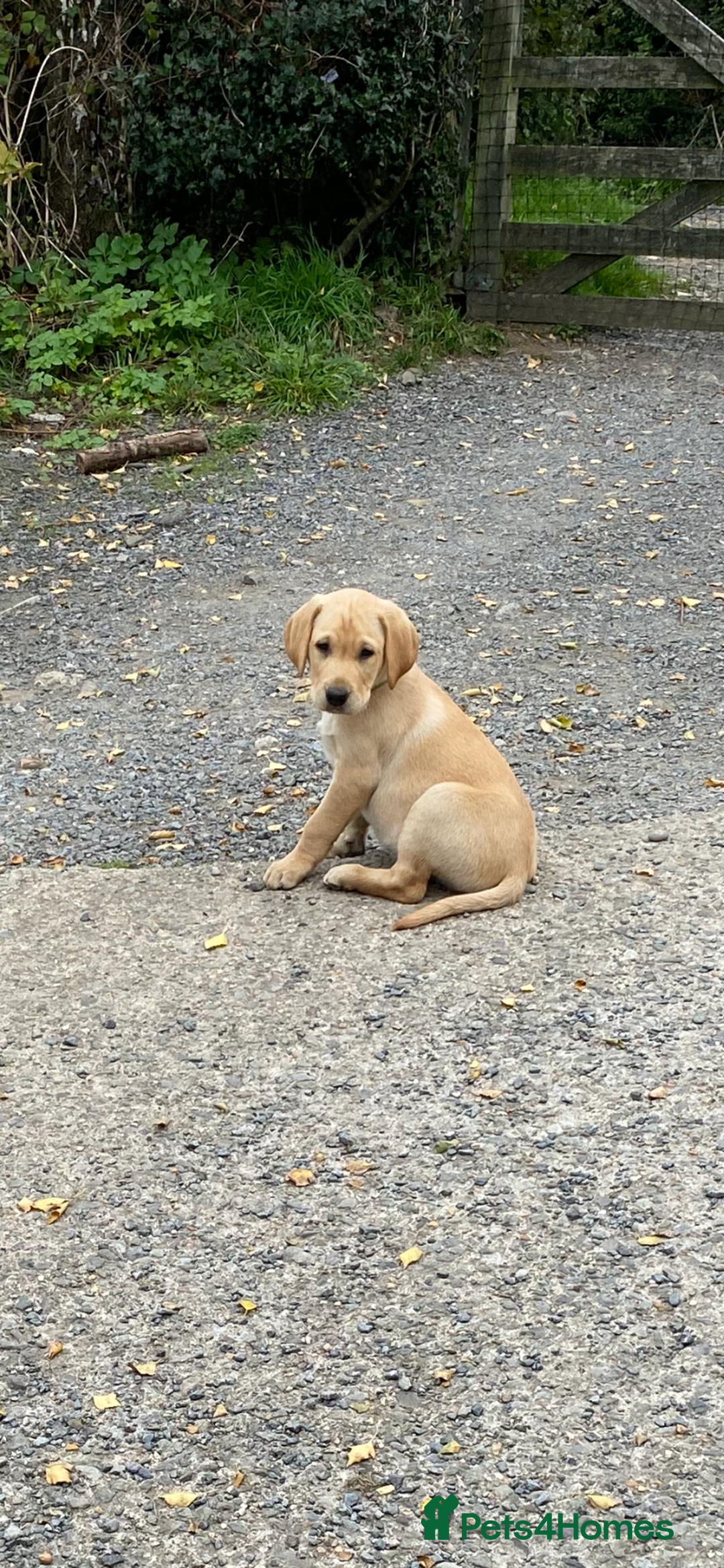 Labrador Retriever dogs for sale: KC Reg Labrador Puppy **LAST ONE ** - Image 2
