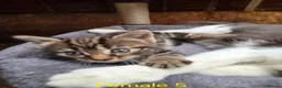 Mixed Breed cats for sale: Bengal Cross Kittens - Advert 4