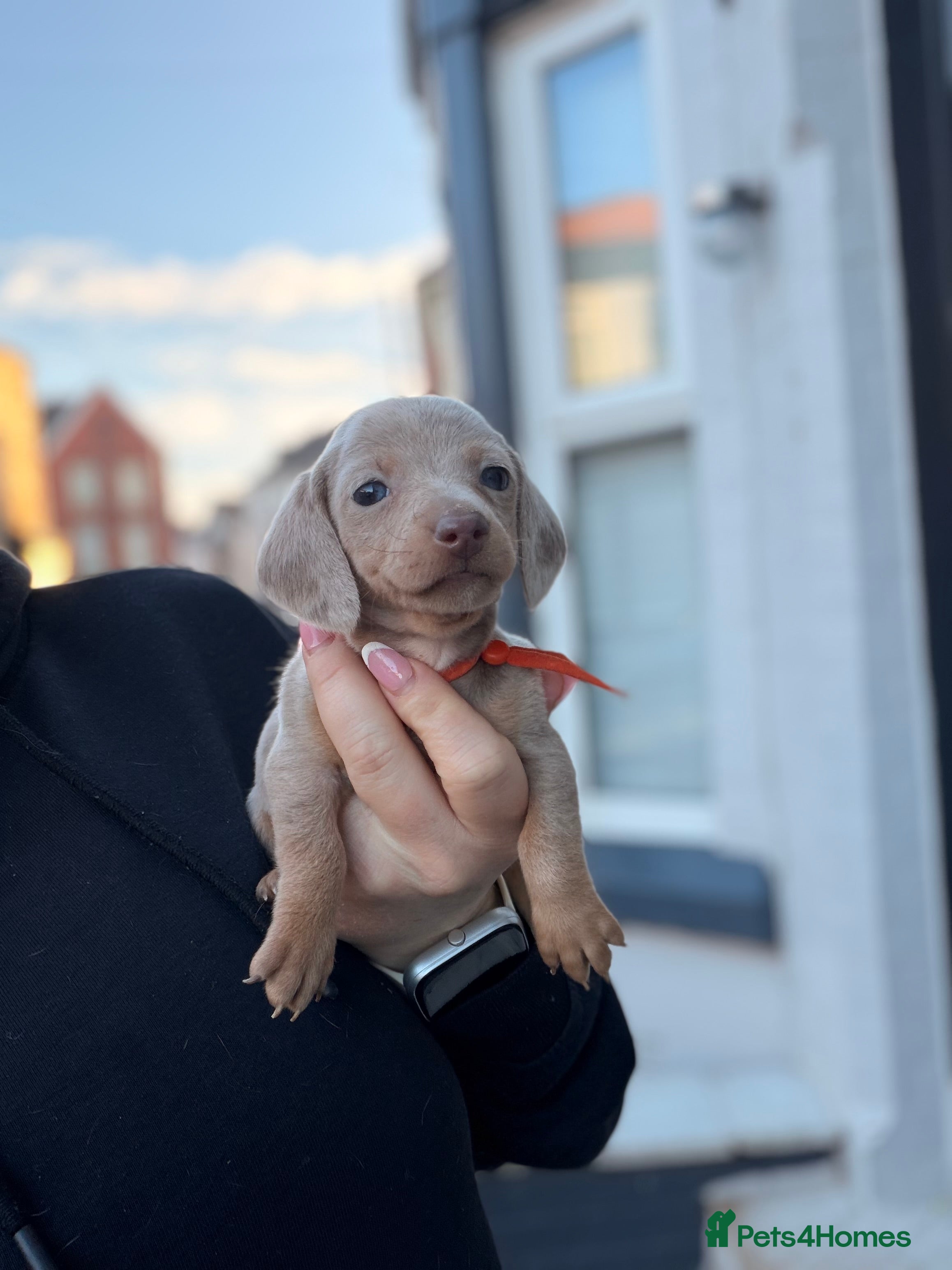 Miniature Dachshund dogs 1 female remaining  - Advert 4