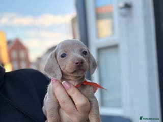 Miniature Dachshund dogs 1 female remaining - Advert 4