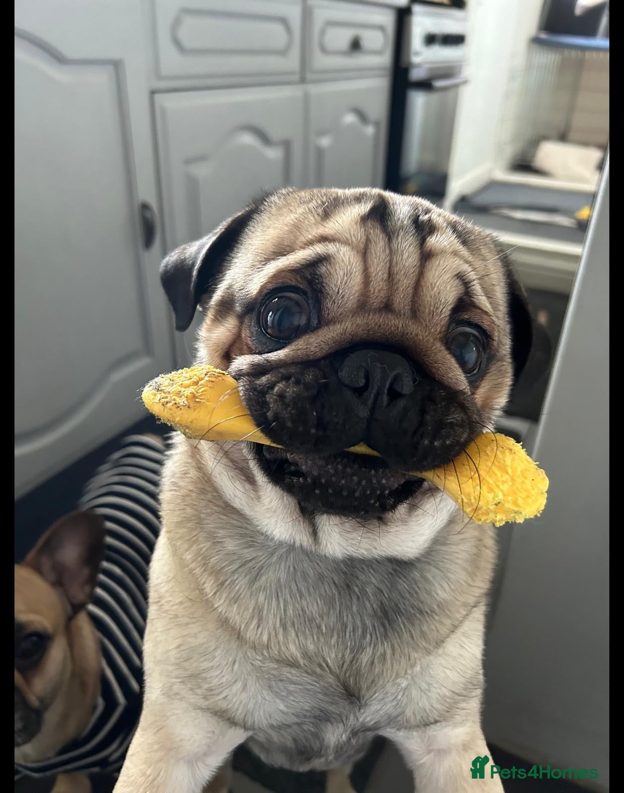 Pug dogs Male Pug called Milo  - Advert 10