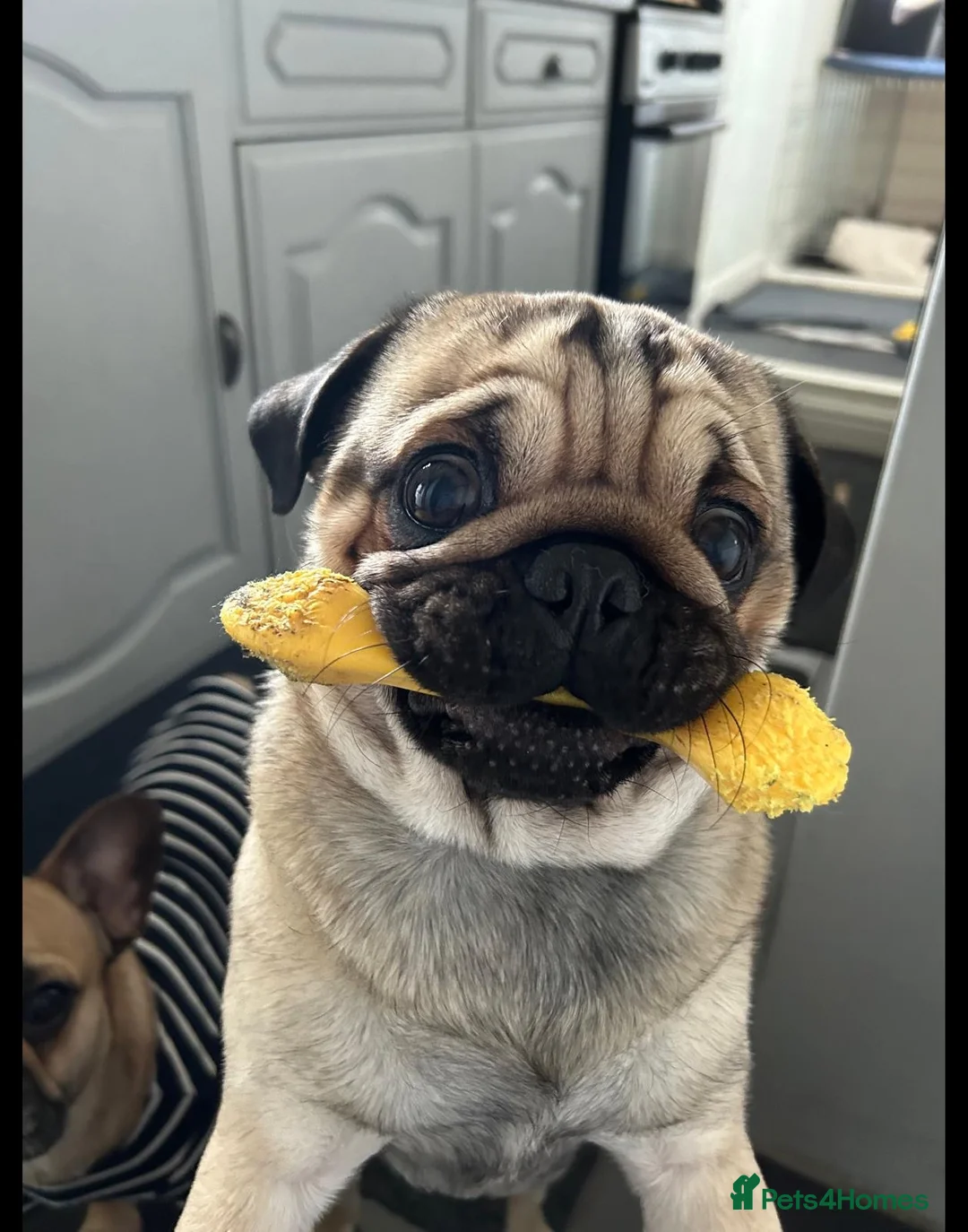 Pug dogs for sale: Male Pug called Milo  - Advert 1