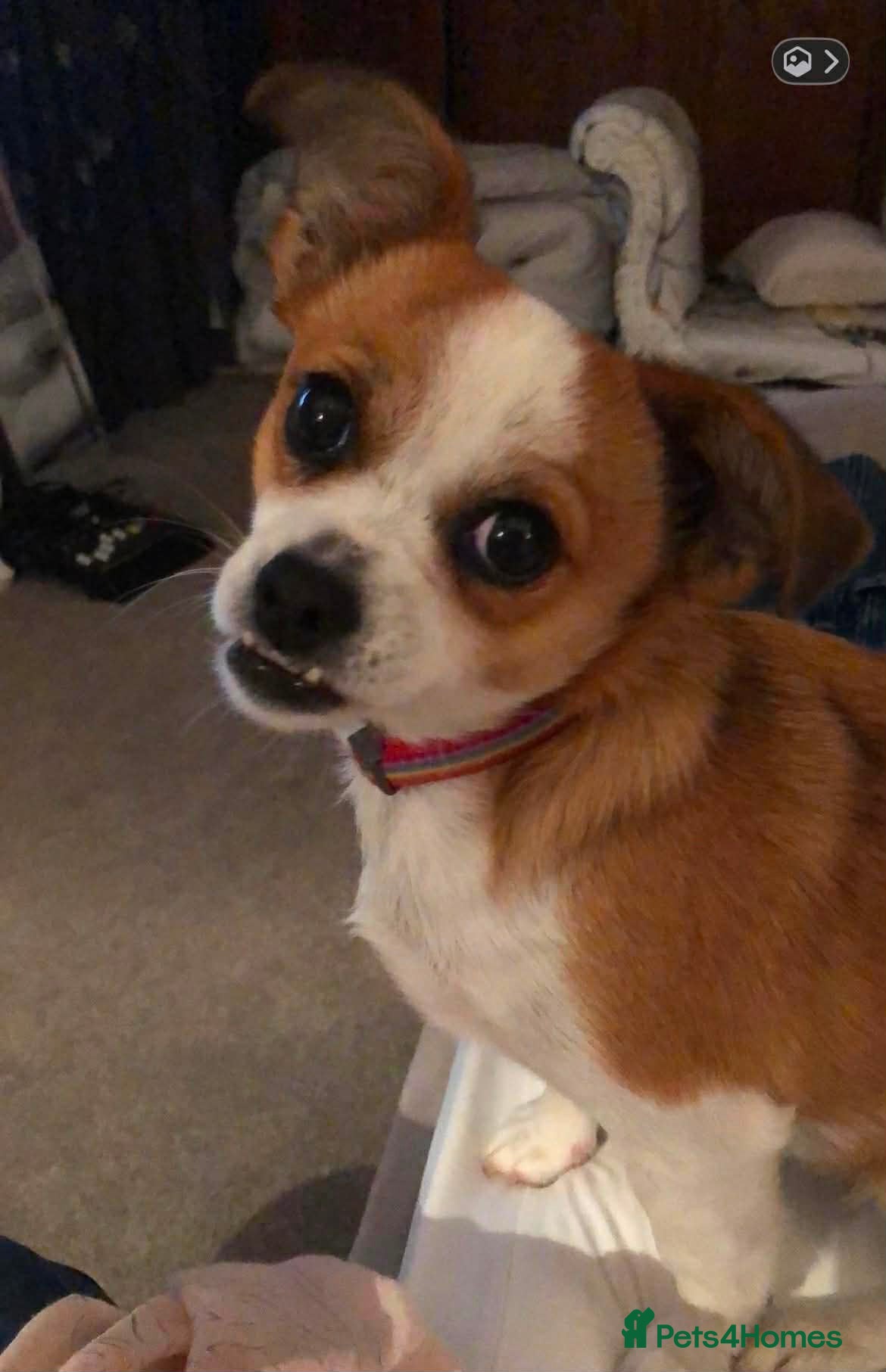 Mixed Breed dogs Chiquita aka Tikka  - Advert 1