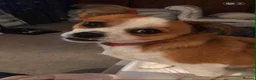 Mixed Breed dogs for adoption: Chiquita aka Tikka  - Advert 1