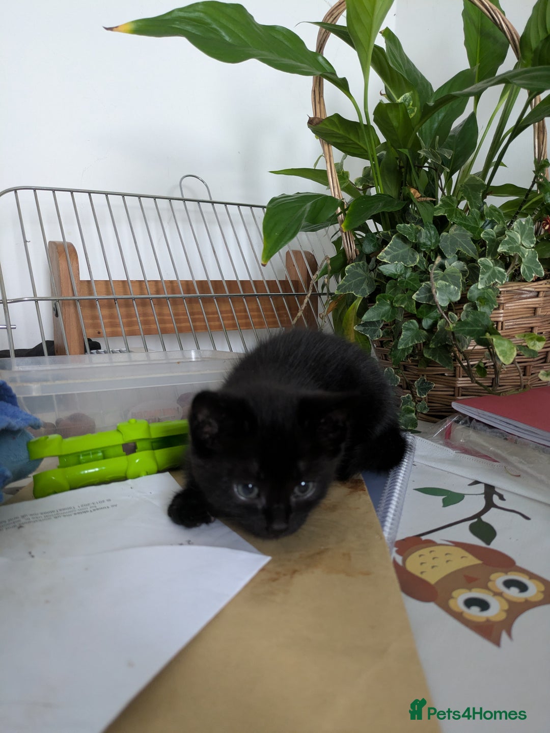 Mixed Breed cats for sale: 1 boy 1 girl  - Image 5