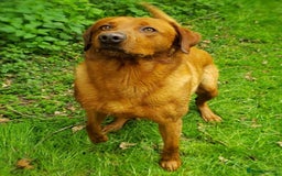 Labrador Retriever dogs for stud: Fox Red Stud Dog, Kennel Club Registered in Chelmsford - Image 19