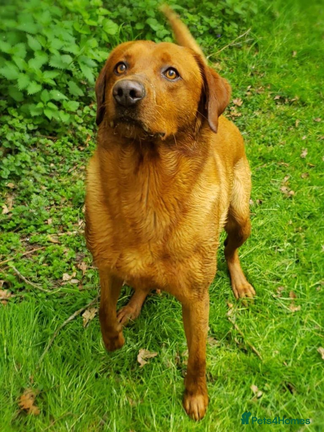 Labrador Retriever dogs for stud: Fox Red Stud Dog, Kennel Club Registered in Chelmsford - Image 19