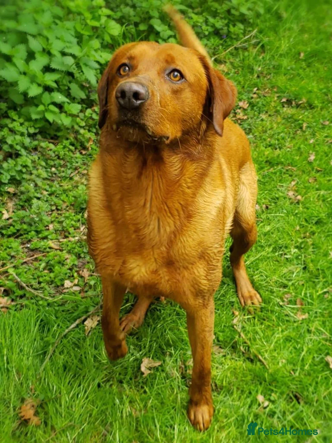Labrador Retriever dogs for stud: Fox Red Stud Dog, Kennel Club Registered in Chelmsford - Advert 20
