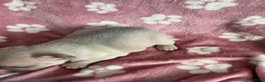 French Bulldog Puppy 1